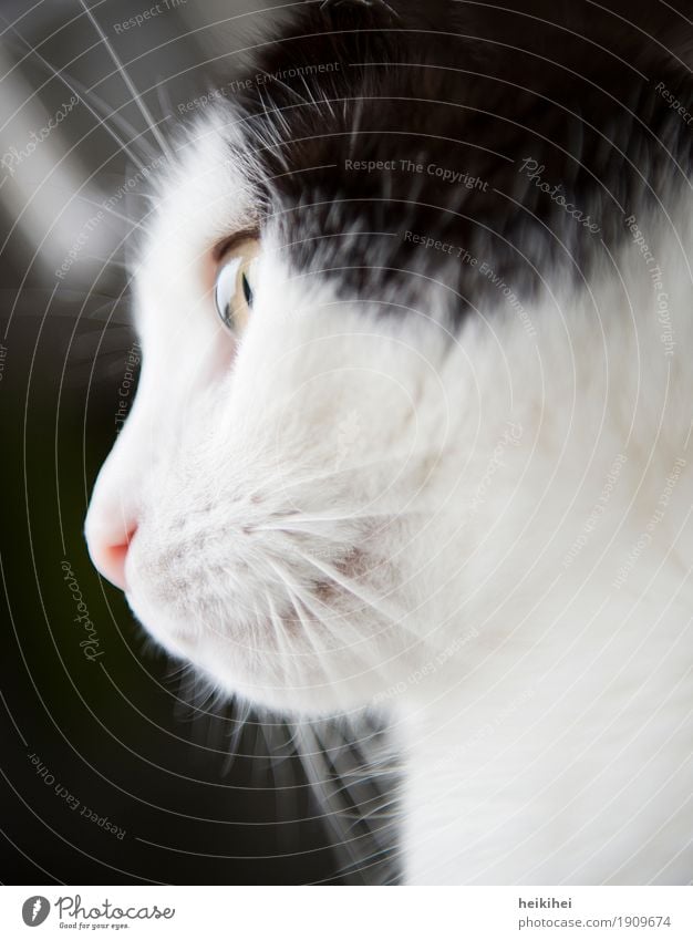 Träumerin Tier Haustier Katze 1 beobachten Denken Erholung genießen hocken leuchten Blick ästhetisch authentisch Freundlichkeit Glück schön Neugier niedlich