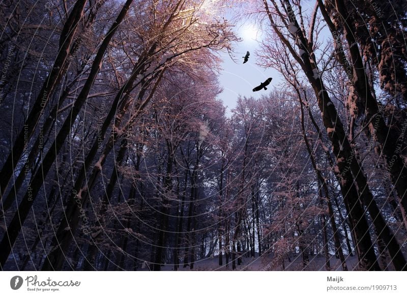 after midnight Composing Digitalfotografie Umwelt Natur Landschaft Luft Nachthimmel Mond Winter Baum Wald Hügel Vogel 2 Tier Einsamkeit mystisch Freiheit