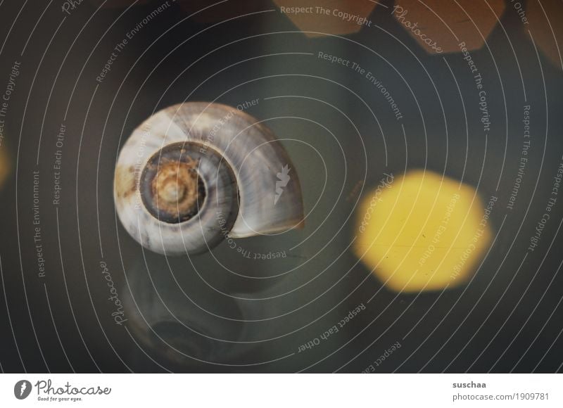 behausung Schnecke Schneckenhaus Domizil Häusliches Leben Glastisch Reflexion & Spiegelung Licht Kalk Spirale rund