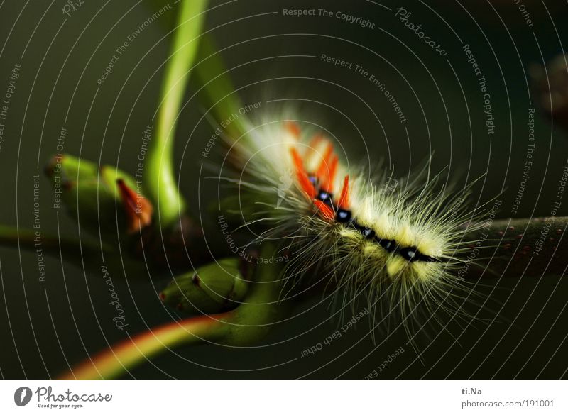 was bin ich? Umwelt Natur Landschaft Pflanze Tier Baum Wildpflanze Park Wiese Wildtier Raupe Pelztier 1 Tierjunges atmen Bewegung krabbeln laufen Wachstum