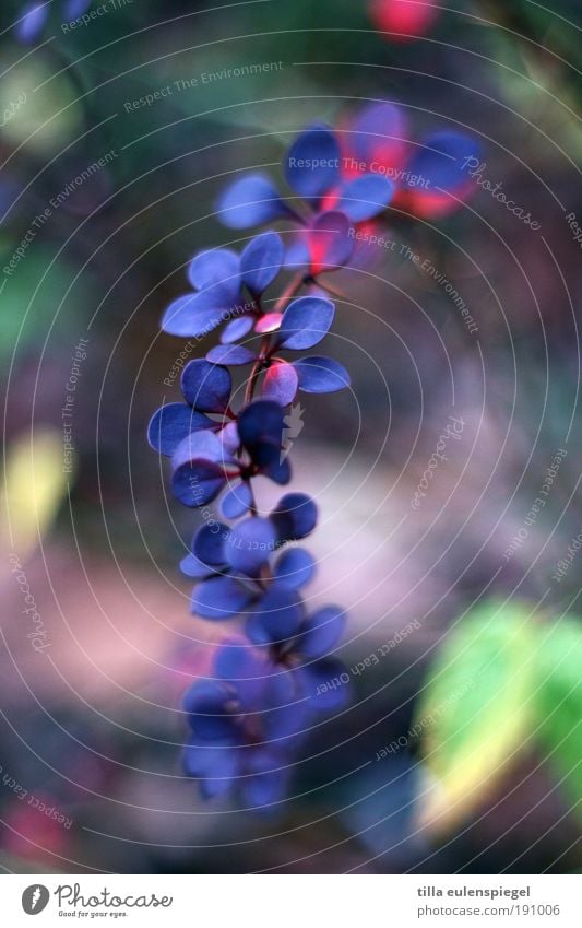 ... Natur Pflanze Sträucher Blatt Park Wachstum schön kalt natürlich Originalität wild blau mehrfarbig Bewegung Erholung Idylle Umwelt Dornenbusch Farbfoto