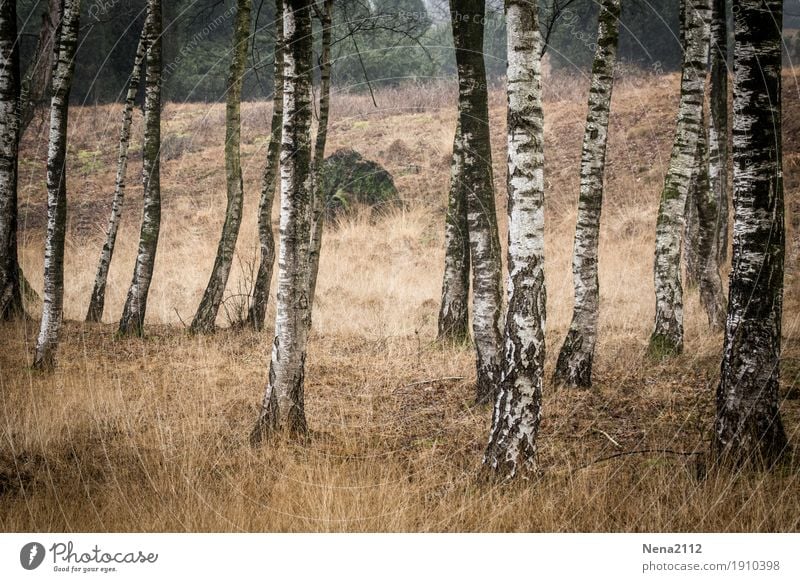 Vorwald Umwelt Natur Landschaft Erde Sommer Herbst Baum Park Wald trocken Holz Baumstamm weiß gerade einzeln Farbfoto Außenaufnahme Detailaufnahme Menschenleer