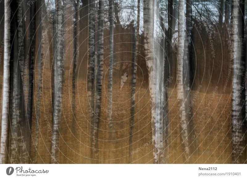 Flying trees Umwelt Natur Landschaft Erde Pflanze Baum Park Wald außergewöhnlich Unendlichkeit trocken Waldboden Waldrand Waldlichtung Baumstamm Gemälde weiß