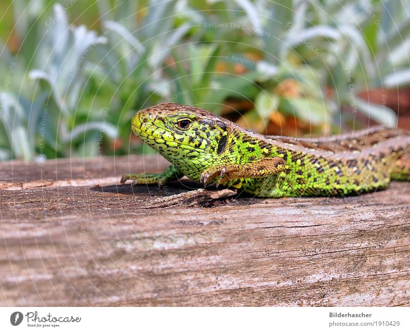 Eidechsenmännchen Echte Eidechsen Mauereidechse Waldeidechse Zauneidechse Echsen Sonnenbad Reptil Schuppen schillernd grün Nahaufnahme Amphibie Tier Wildtier