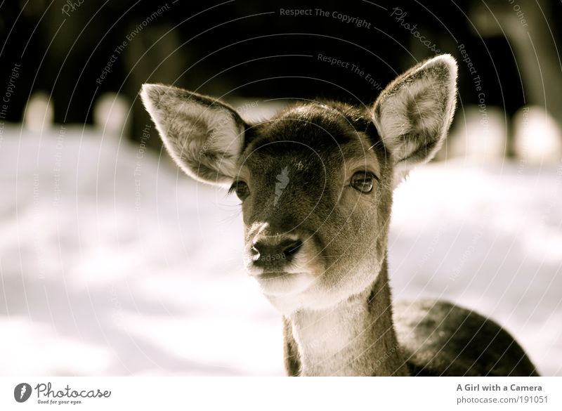 Zartes Waldwesen ....... komm näher Wildtier Tiergesicht Zoo 1 beobachten hören Blick elegant niedlich klug schön Tapferkeit Vertrauen Sympathie Tierliebe