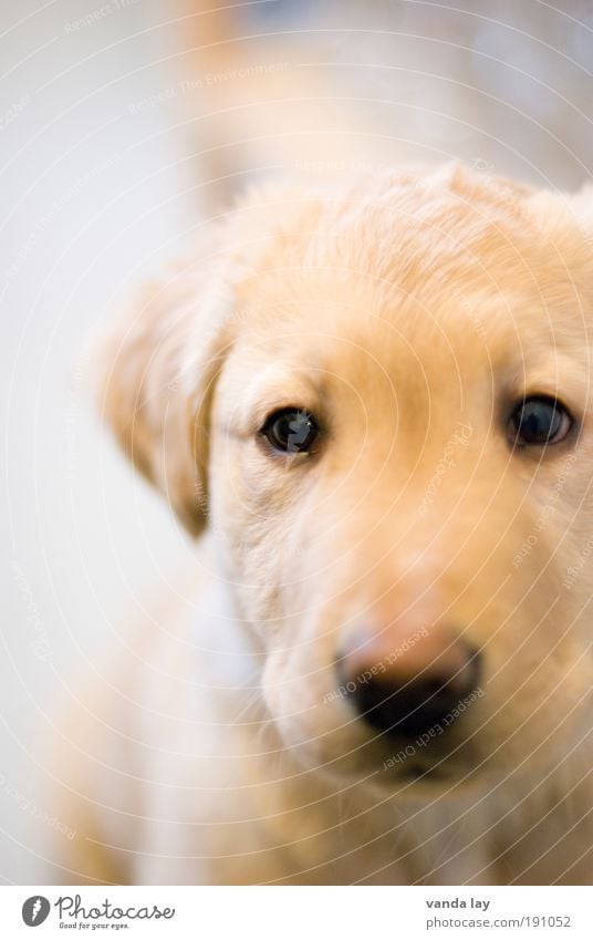 uijuiuiui... Tier Haustier Hund 1 Tierjunges frech Freundlichkeit klein Neugier niedlich gold Kindheit Labrador Welpe retriever flausen schön Vertrauen