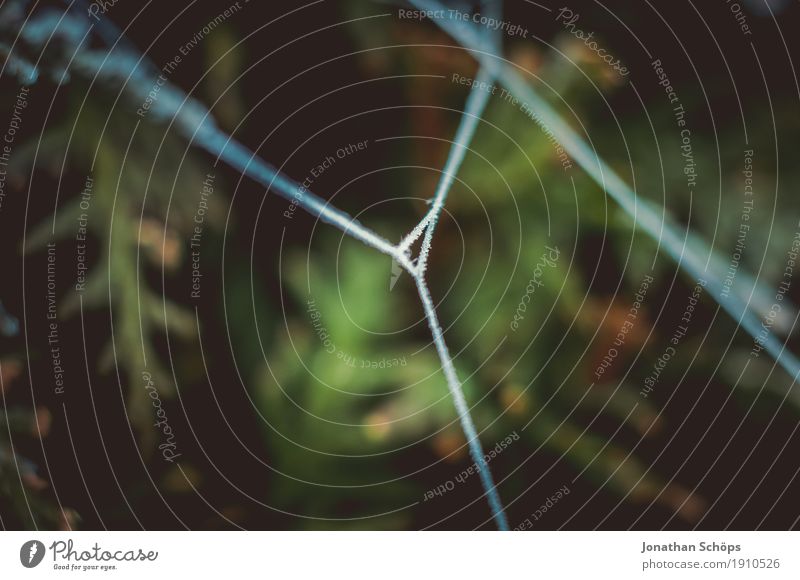 Eisige Spinnweben VI Winter Natur Pflanze Herbst Nebel Traurigkeit kalt Trauer Einsamkeit Vergänglichkeit Frost Jahreszeiten grün gefroren Spinnennetz Falle