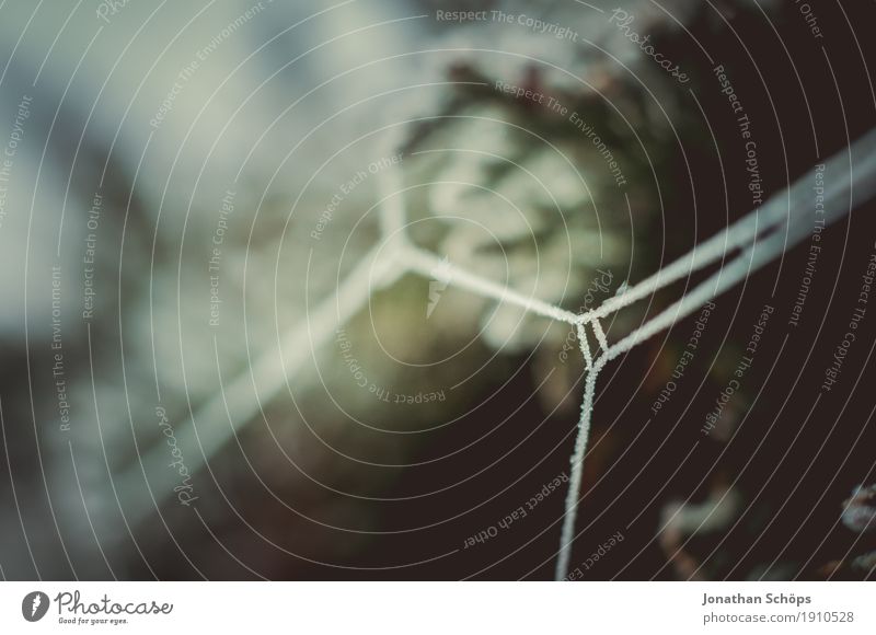 Eisige Spinnweben VIII Winter Natur Pflanze Herbst Nebel Traurigkeit kalt Trauer Einsamkeit Vergänglichkeit Frost Jahreszeiten Netz Neigung