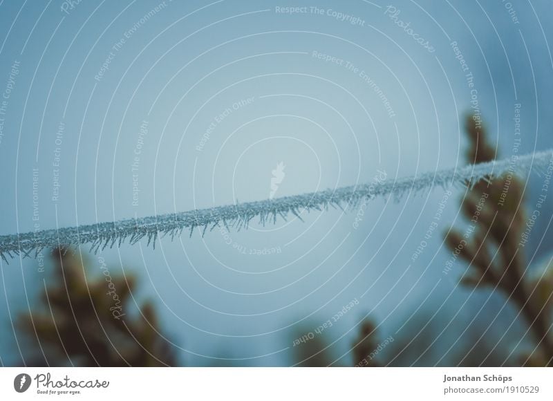 Väterchen Frost III Winter Natur Pflanze Herbst Nebel Traurigkeit kalt blau Trauer Einsamkeit Vergänglichkeit Erfurt Jahreszeiten Spinngewebe Spinnennetz