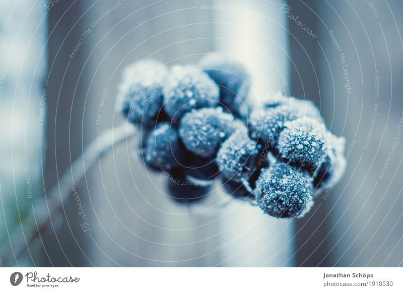 Väterchen Frost II Winter Natur Pflanze Herbst Nebel Traurigkeit kalt Trauer Einsamkeit Vergänglichkeit Erfurt Jahreszeiten Beeren Beerensträucher