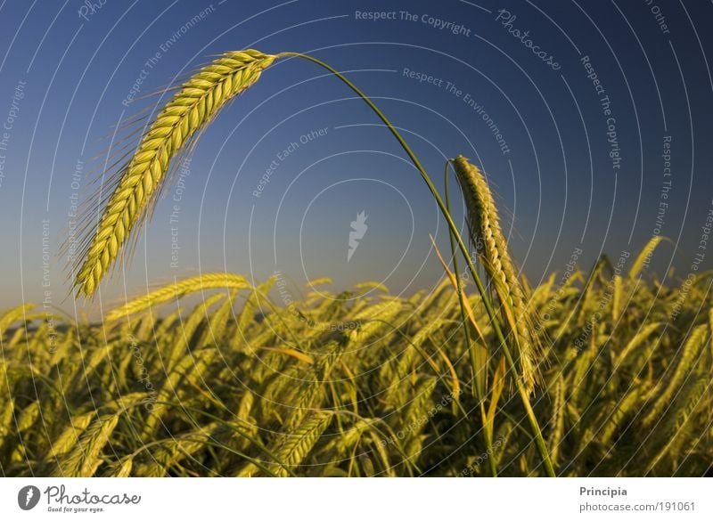 Stolze Ähre Sommer Natur Landschaft Pflanze Schönes Wetter Nutzpflanze Ähren Feld ästhetisch Stimmung Zufriedenheit Ehre Farbfoto Außenaufnahme Nahaufnahme