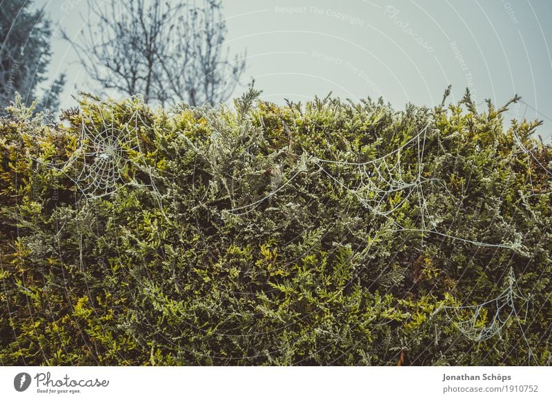 Eisige Spinnweben I Winter Natur Pflanze Herbst Nebel Traurigkeit kalt Sorge Trauer Tod Unlust Einsamkeit Vergänglichkeit Frost Jahreszeiten Halloween