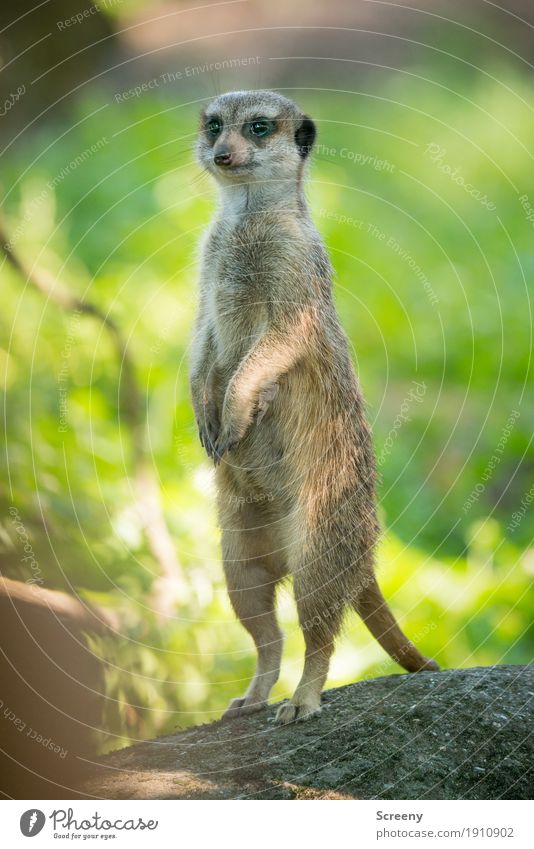 Männlein streck Dich... Natur Pflanze Tier Sommer Schönes Wetter Wildtier Erdmännchen 1 beobachten stehen klein Wachsamkeit strecken Farbfoto Außenaufnahme