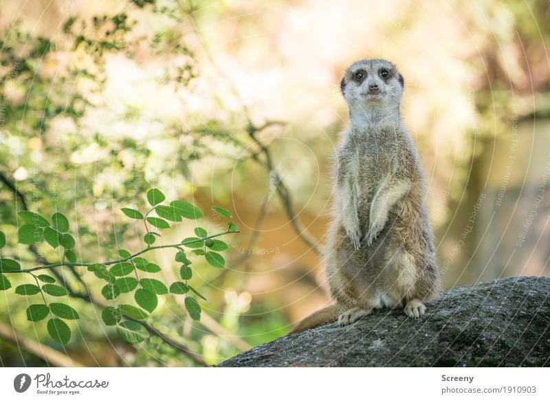 Alter, hör auf zu glotzen... Natur Pflanze Tier Sonne Sommer Schönes Wetter Sträucher Felsen Wildtier Erdmännchen 1 beobachten Blick stehen klein Wachsamkeit