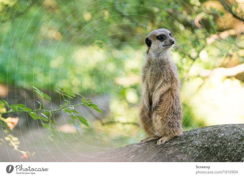 Alles ruhig... Natur Pflanze Tier Sommer Schönes Wetter Baum Sträucher Wildtier Erdmännchen 1 beobachten Blick sitzen stehen klein Wachsamkeit Farbfoto