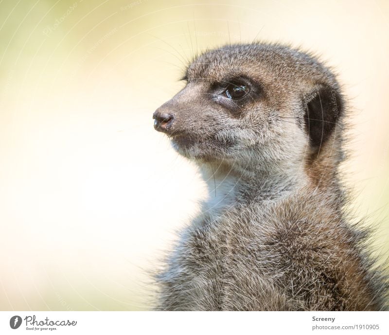 Scharfer Blick Natur Tier Wildtier Erdmännchen 1 klein Neugier niedlich wild Wachsamkeit Auge Farbfoto Außenaufnahme Nahaufnahme Menschenleer Tag Tierporträt