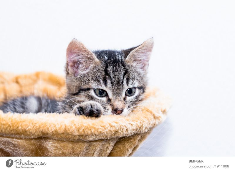 Katzenbett Tier Haustier Fell Pfote Hauskatze Säugetier 1 Tierjunges Katzenbaum liegen Blick träumen Neugier niedlich Zufriedenheit Vertrauen Geborgenheit