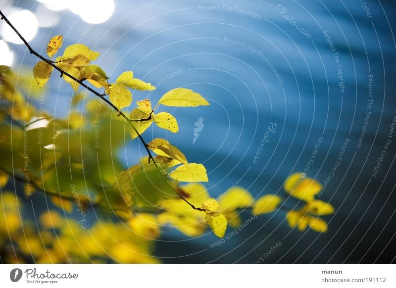 oktobergelb Gartenarbeit Natur Wasser Herbst Schönes Wetter Sträucher Blatt Herbstlaub herbstlich Herbstfärbung Herbstbeginn Herbstwetter Park Seeufer positiv