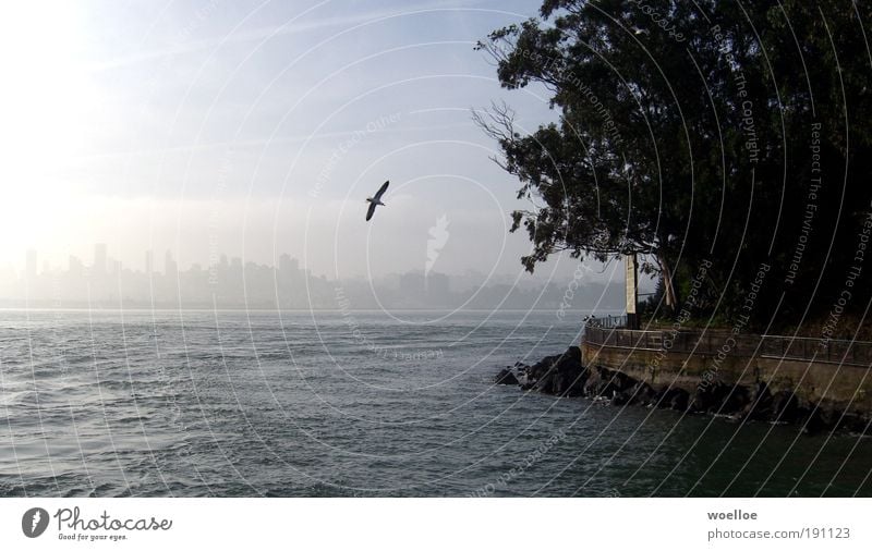 San Francisco Idyll Wasser Baum Küste Meer Insel Alcatraz USA Nordamerika Hafenstadt Skyline Justizvollzugsanstalt Mauer Wand Tier Vogel Flügel Möwe fliegen