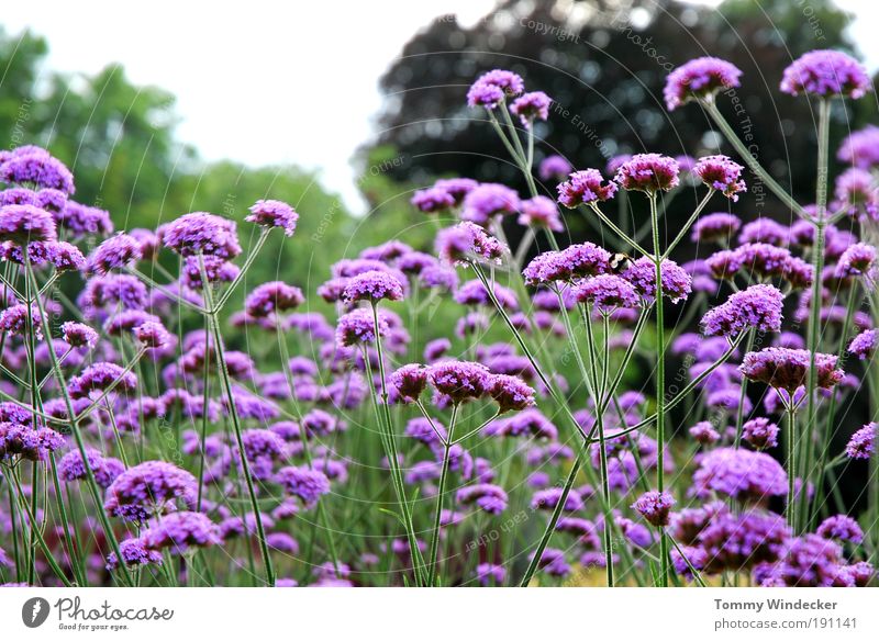 Verbena Bonariensis oder der letzte August Garten Gartenarbeit Umwelt Natur Landschaft Pflanze Frühling Sommer Blume Sträucher Blüte Wildpflanze Blühend