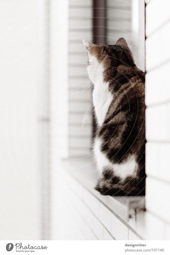 sit and wait Mauer Wand Fenster Haustier Katze 1 Tier beobachten füttern sitzen träumen Traurigkeit warten ästhetisch schön wild weich Vertrauen Wachsamkeit