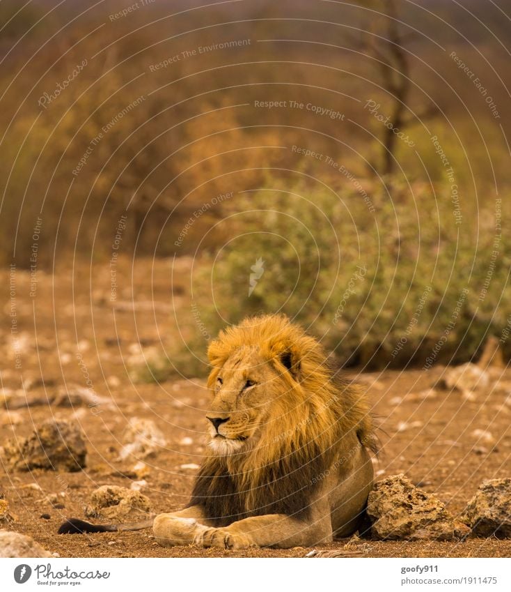 Total Entspannt Umwelt Natur Landschaft Erde Sand Schönes Wetter Wärme Dürre Pflanze Baum Sträucher Wüste Tier Wildtier Tiergesicht Fell Pfote Löwe Löwenmähne