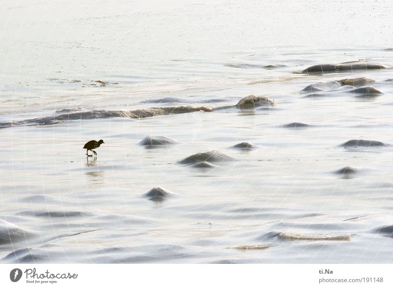 Hals- und Beinbruch Lili! Umwelt Natur Landschaft Wasser Winter Schönes Wetter Eis Frost Küste Nordsee Meer Blässhuhn 1 Tier laufen Farbfoto Gedeckte Farben