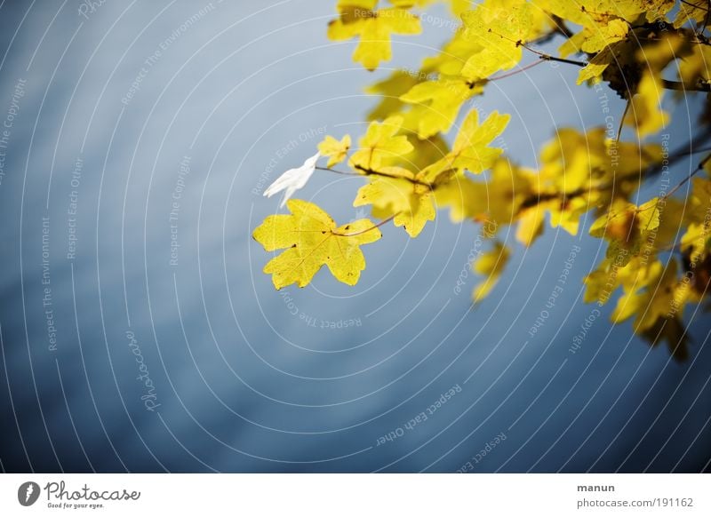 Ruhezone Wohlgefühl Zufriedenheit Erholung ruhig Natur Wasser Herbst Schönes Wetter Baum Blatt Herbstlaub herbstlich Herbstbeginn Herbstfärbung Park Seeufer