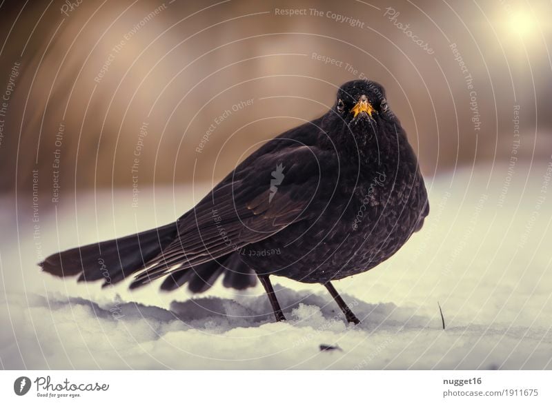 Amsel Umwelt Natur Tier Schönes Wetter Eis Frost Schnee Garten Park Wald Wildtier Vogel Tiergesicht Flügel Zoo 1 beobachten fliegen stehen ästhetisch dunkel