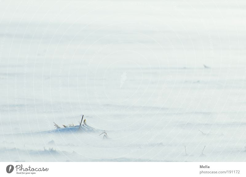 Schneesee Umwelt Natur Landschaft Erde Winter Klima Klimawandel Wetter Wind Eis Frost Pflanze Gras Wiese Feld hell kalt natürlich weiß rein Ferne