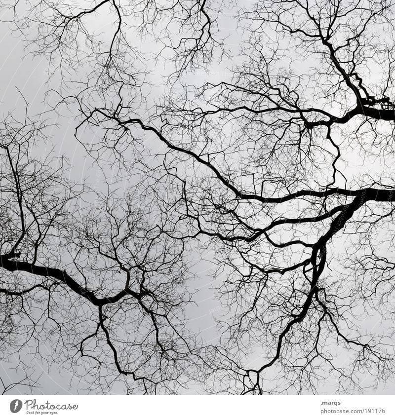 Kahlheinz Winter Natur Landschaft Pflanze Urelemente Himmel Gewitterwolken schlechtes Wetter Unwetter Baum Zweige u. Äste Wald Holz dehydrieren Wachstum warten