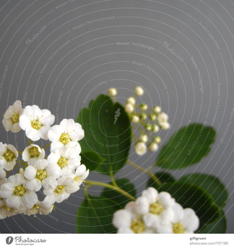 spring sneak peek Natur Pflanze Frühling Blume Blatt Blüte Blühend Duft Wachstum einfach schön natürlich Sauberkeit grau weiß Fröhlichkeit Lebensfreude