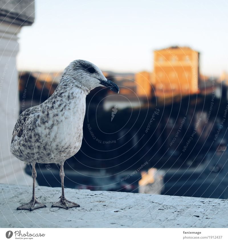 italienische Möwe Natur Schönes Wetter Hauptstadt Stadtzentrum Altstadt Stimmung Italiener Rom Blick sitzen warten Abendsonne Sonnenuntergang lustig Feder Vogel