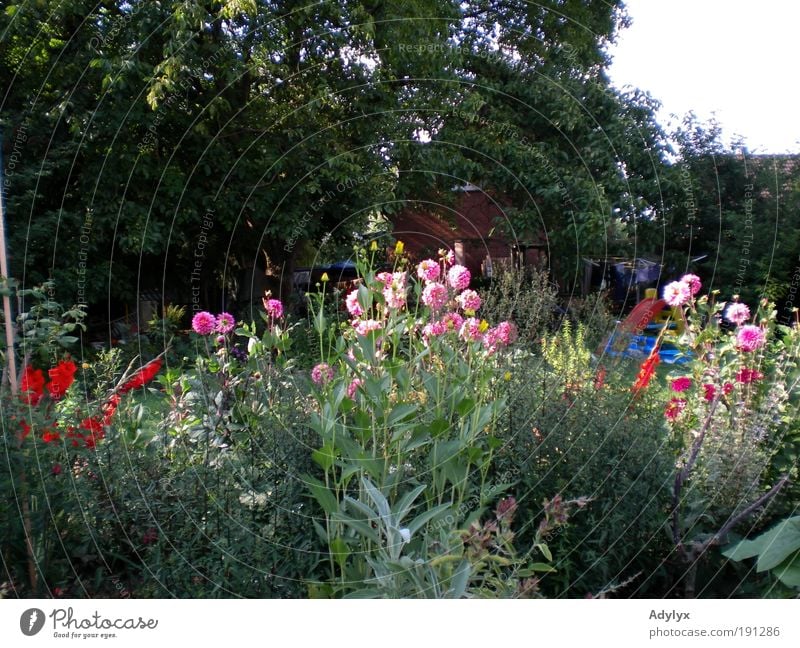 Sommerdahlien Schönes Wetter Pflanze Blume Blüte Garten Duft Erholung Farbe Stolz Wachstum Blumenbeet Farbfoto Außenaufnahme Menschenleer Abend Totale Tag