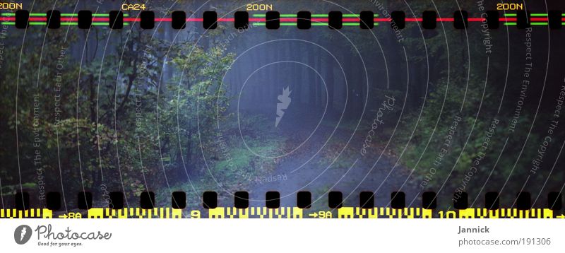 Hundsrück Sinnesorgane Erholung ruhig Berge u. Gebirge Natur Landschaft Pflanze Luft Herbst schlechtes Wetter Wind Nebel Regen Baum Gras Sträucher Blatt Wiese