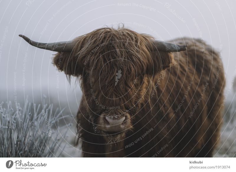 Schottisches Hochlandrind Tier Kuh Tiergesicht Fell 1 frieren Blick authentisch dunkel groß kuschlig seriös wild blau braun weiß ruhig kalt Kraft Frost Winter