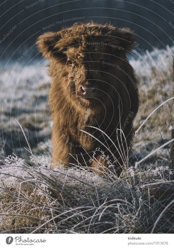 Fluffy Tier Nutztier Wildtier Kuh Fell 1 Tierjunges frieren authentisch hell kuschlig nah niedlich schön wild blau braun weiß Vertrauen Tierliebe Einsamkeit