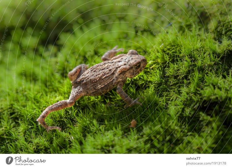 Krötenwanderung Umwelt Natur Pflanze Tier Erde Moos Blatt Grünpflanze Wald Wildtier Frosch Lurch Froschlurche krabbeln wandern frisch klein natürlich weich