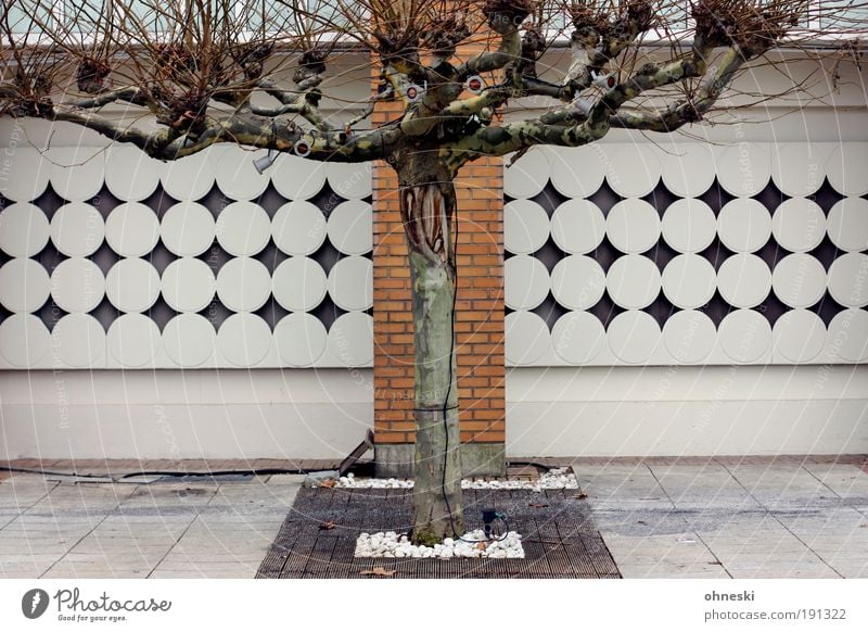 Vorgarten Natur Pflanze Baum Garten Haus Einfamilienhaus Bauwerk Gebäude Architektur Mauer Wand Fassade Stadt Farbfoto Außenaufnahme Menschenleer