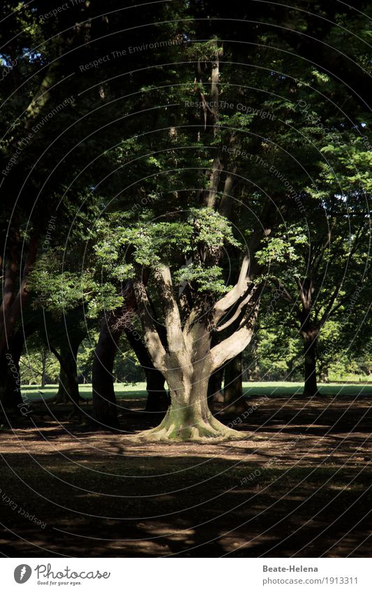 Gut verwurzelt und standhaft Meditation Ferien & Urlaub & Reisen Städtereise Joggen Natur Sonne Baum Park Tokyo Japan Asien atmen entdecken Erholung genießen