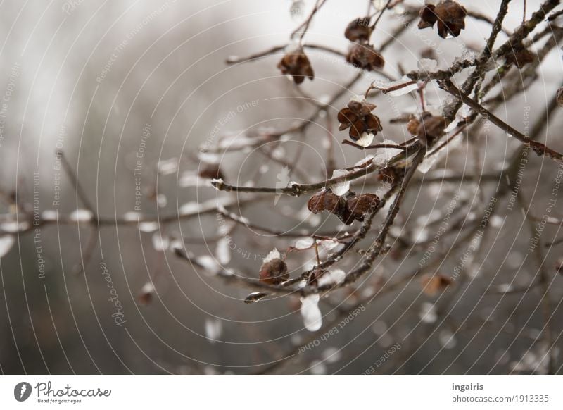 Eisiges Pfaffenhütchen Natur Pflanze Winter Frost Sträucher frieren hängen dehydrieren glänzend kalt natürlich trist trocken Glaube Trauer Religion & Glaube