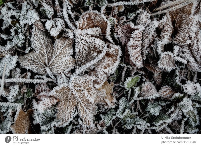 Raureif 6 Umwelt Natur Pflanze Winter Wetter Eis Frost Blatt Garten Park Wiese frieren glänzend liegen dehydrieren kalt natürlich Ahornblatt Eiskristalle eisig