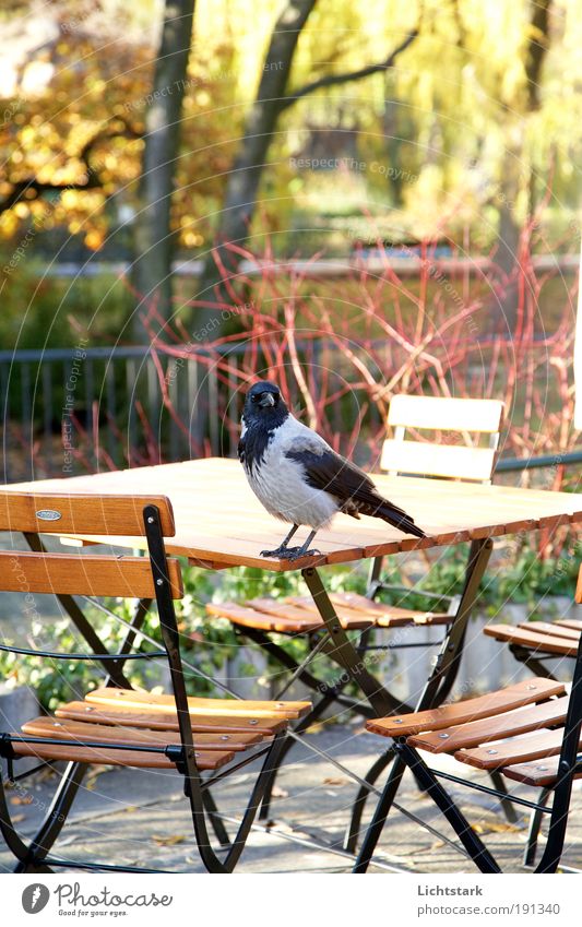 wird´s Garten Gartenstuhl Gartentisch Umwelt Natur Sonnenlicht Schönes Wetter Baum Sträucher Park Deutschland Europa Hauptstadt Menschenleer Tier Wildtier Vogel