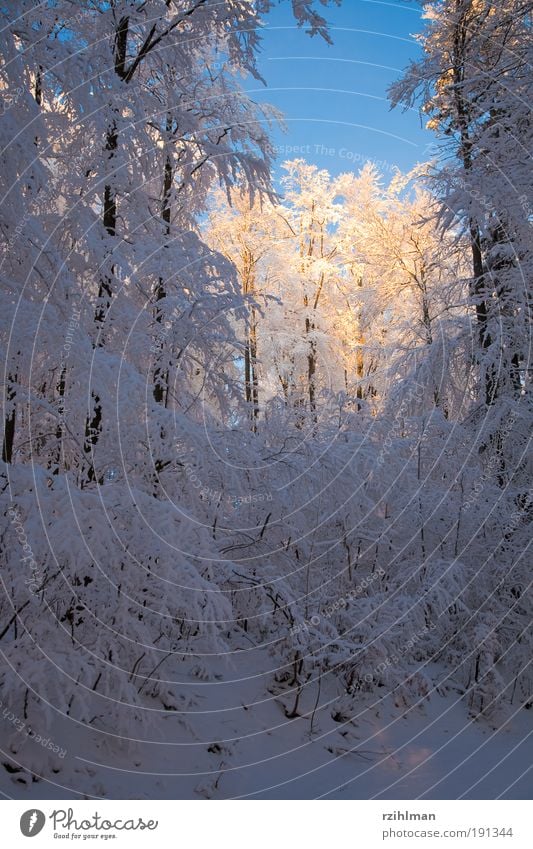 Sonne im Winterwald ruhig Schnee Natur Landschaft Baum Wald träumen kalt weiß Frost Jahreszeiten Waldlichtung Raureif Schneebaum Schneebäume Tiefschnee