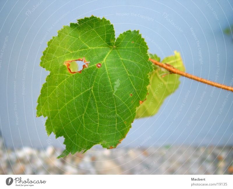 Blatt mit Loch grün Wand Stengel blau-grau Stein