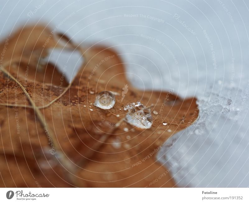 Aggregatzustand fest oder flüssig? Umwelt Natur Pflanze Urelemente Erde Luft Wasser Wassertropfen Sonnenlicht Winter Klima Schönes Wetter Eis Frost Schnee Baum