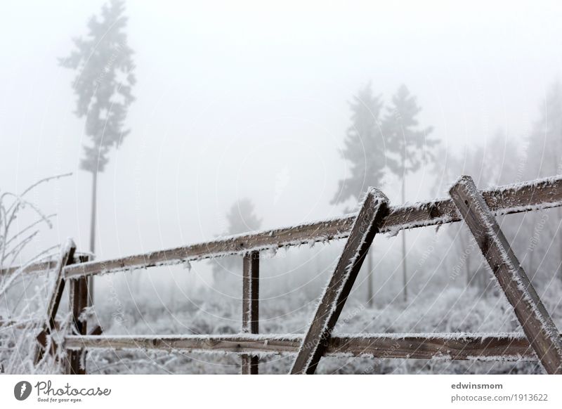 Frostig Winter wandern Natur Nebel Eis Baum Wildpflanze Feld Wald Holz Zaun entdecken frieren gehen Blick fest kalt natürlich wild Farbfoto Außenaufnahme