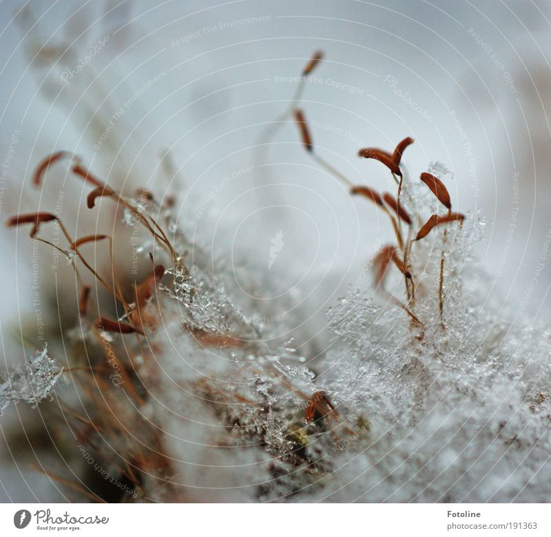 Zugedeckt Umwelt Natur Pflanze Urelemente Erde Wasser Winter Klima Wetter Eis Frost Schnee Moos Park Wiese Coolness kalt nah braun weiß Stern (Symbol)