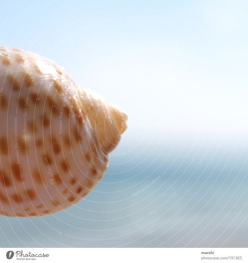 "Meeresbusen" Ferien & Urlaub & Reisen Natur Wasser Sommer Schönes Wetter Strand blau braun Muschel Muschelform scheckig Unschärfe Strukturen & Formen Himmel