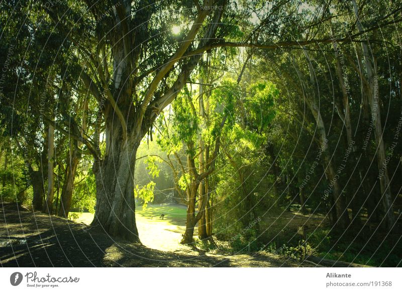 grünes Licht Natur Pflanze Baum Blatt Grünpflanze Wald Urwald atmen Wachstum dunkel exotisch fantastisch viele wild Stimmung ruhig ästhetisch Idylle